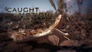 Caught in Motion on Animal Planet HD Tamil - past program