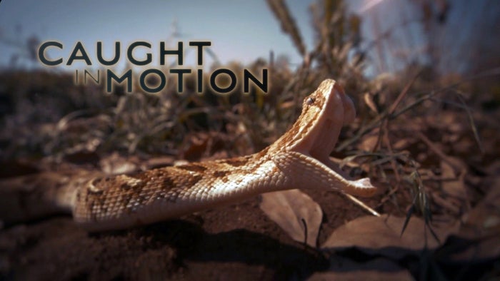 Caught in Motion Episode No.3 on JioTV
