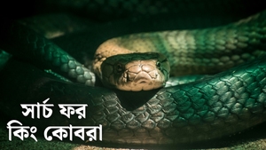 Search For The King Cobra on Animal Planet English - past program