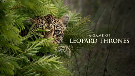 A Game Of Leopard Thrones on Animal Planet English