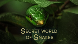 The Secret World of Snakes on Animal Planet Hindi - past program