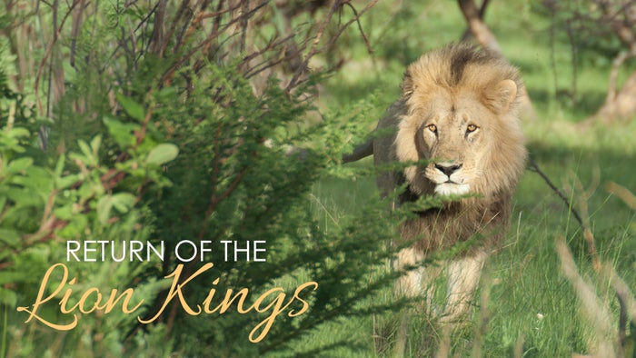 Return of the Lion on JioTV