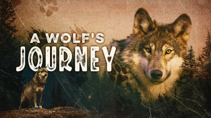 A Wolf's Journey on Animal Planet HD World