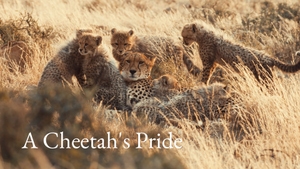 A Cheetah's Pride on Animal Planet HD Hindi - past program