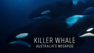 Killer Whale: Australia's Megapod on ABC Australia - past program