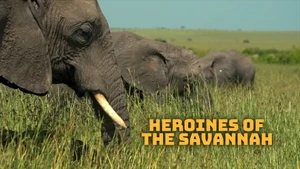 Heroines of The Savannah on Animal Planet HD Hindi - live program