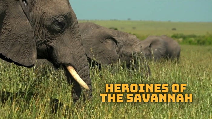 Heroines of The Savannah on JioTV