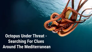Octopus Under Threat - Searching For Clues Around The Mediterranean on dw - past program
