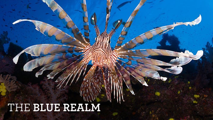 The Blue Realm Episode No.4 on JioTV