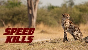 Speed Kills Episode 3 on Animal Planet Tamil - past program