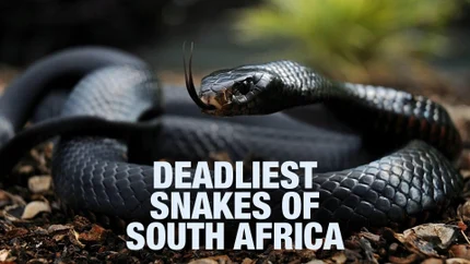 Deadliest Snakes of South Africa on Animal Planet HD World