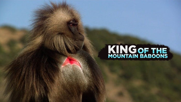 King of The Mountain Baboons on JioTV