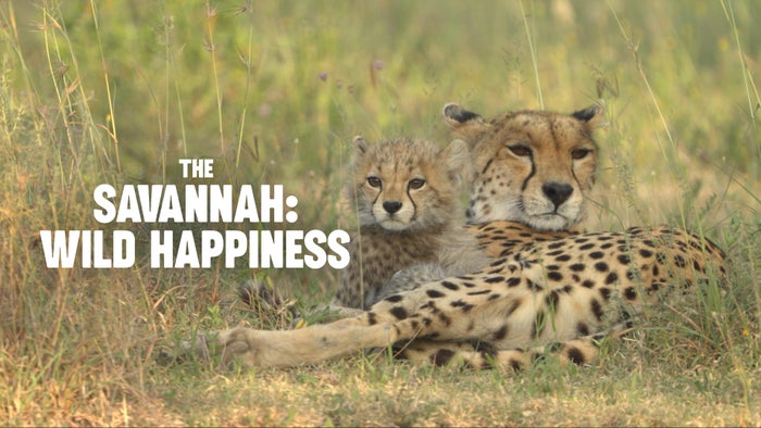 The Savannah: Wild Happiness Episode No.1 on JioTV