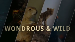 Wondrous & Wild on Animal Planet English - past program