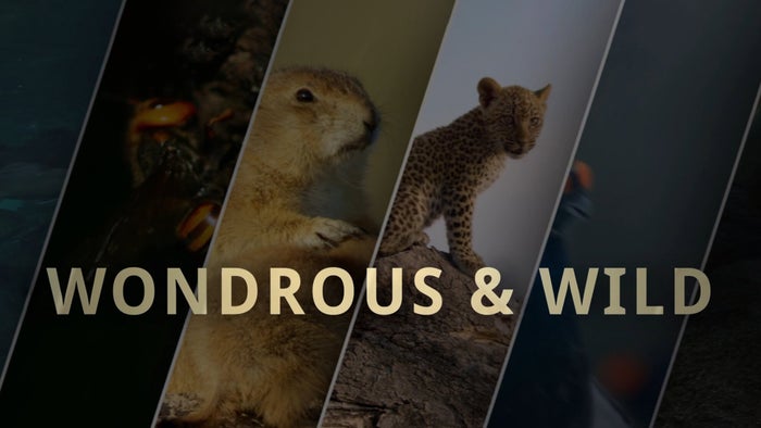 Wondrous & Wild on JioTV