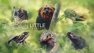 Big Little Journeys on Sony BBC Earth SD - past program