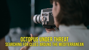 Octopus Under Threat - Searching For Clues Around The Mediterranean on dw - past program