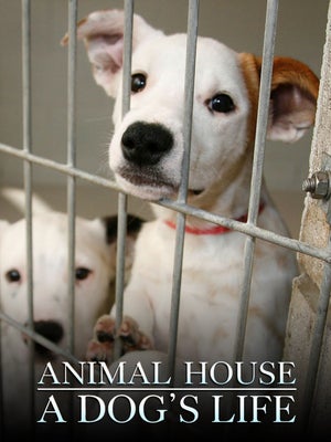 A Dog's Life Episode 3 on INWILD - past program