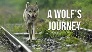 A Wolf's Journey on Animal Planet Hindi