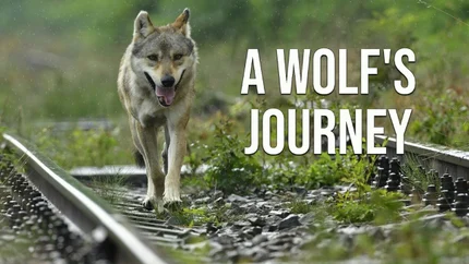 A Wolf's Journey on Animal Planet English