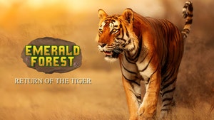 Emerald Forest Return Of The Tigers on EPIC TV - past program