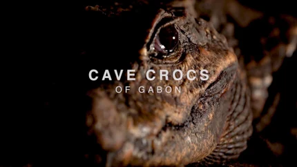Cave Crocs of Gabon on Animal Planet HD World