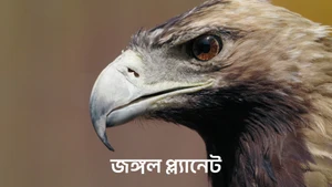 Jungle Planet on Animal Planet English - past program