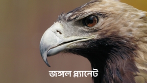 Jungle Planet on Animal Planet English - past program