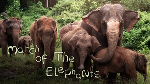 March of the Elephants on Animal Planet Hindi - past program