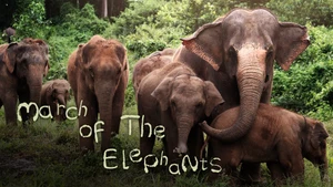March of the Elephants on Animal Planet Hindi - past program