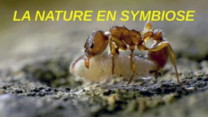 Nature in Symbiosis on TV5 Monde - past program