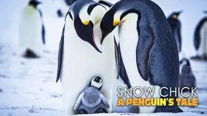 Snow Chick: A Penguin's Tale on Sony BBC Earth SD - past program