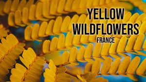 Yellow Wildflowers: France on Stingray Naturescape - future program