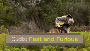 Quolls: Fast and Furious on INWILD - past program