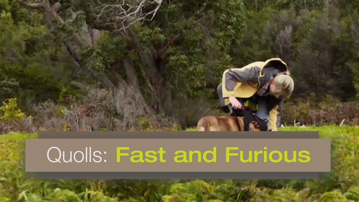 Quolls: Fast and Furious on JioTV