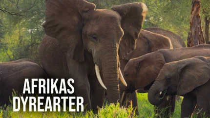 Great Species of Africa on Animal Planet HD World