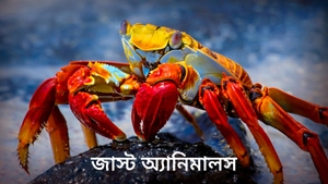 Just Animals on Animal Planet HD Hindi - past program
