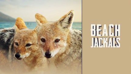 Beach Jackals on Animal Planet HD Tamil