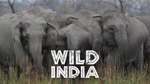 Wild India on Nat Geo Wild HD - future program