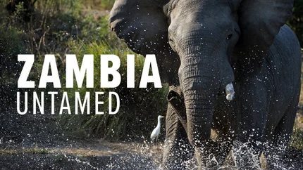 Zambia Untamed on Animal Planet English