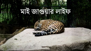 My Jaguar Life on Animal Planet English - past program