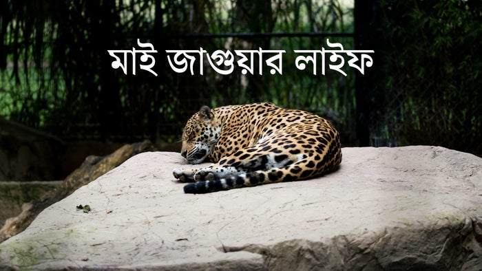 My Jaguar Life on JioTV