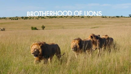 Brotherhood of Lions on Animal Planet HD World