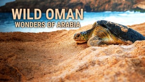 Wild Oman: Wonders of Arabia Episode 1 on Animal Planet English - past program