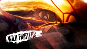 Wild Fighters Episode 1 on Animal Planet HD English - future program
