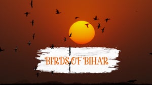 Birds Of Bihar Episode 1 on Discovery HD Telugu - future program