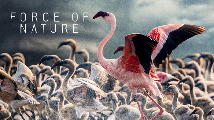 Force of Nature Episode No.1 on JioTV