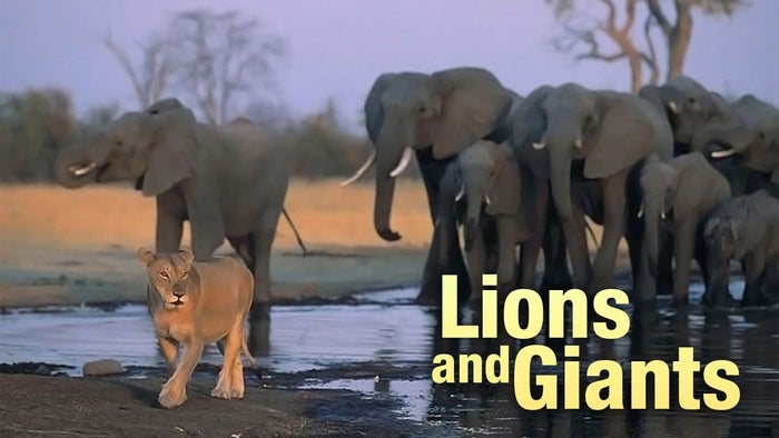 Lions and Giants on JioTV