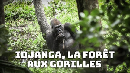 Idjanga, la forêt aux gorilles on TV5 Monde