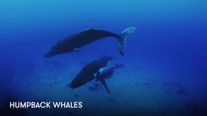 Humpback Whales on Stingray Naturescape - past program